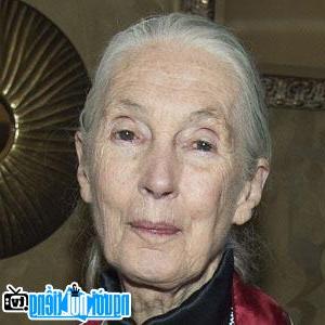 Ảnh của Jane Goodall
