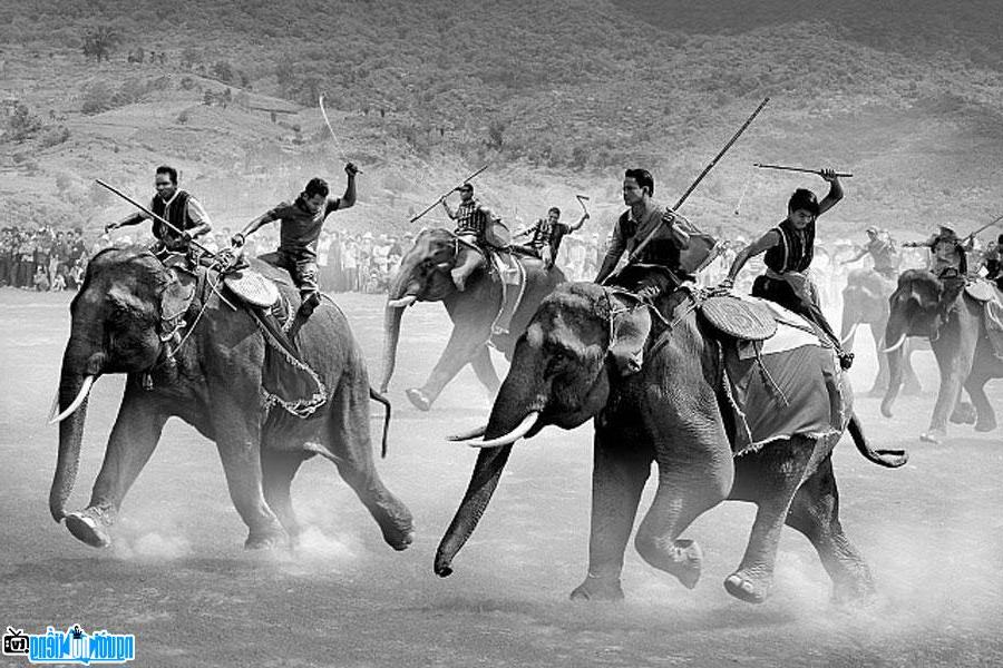 The work "Elephant racing" by photographer Tran Phong