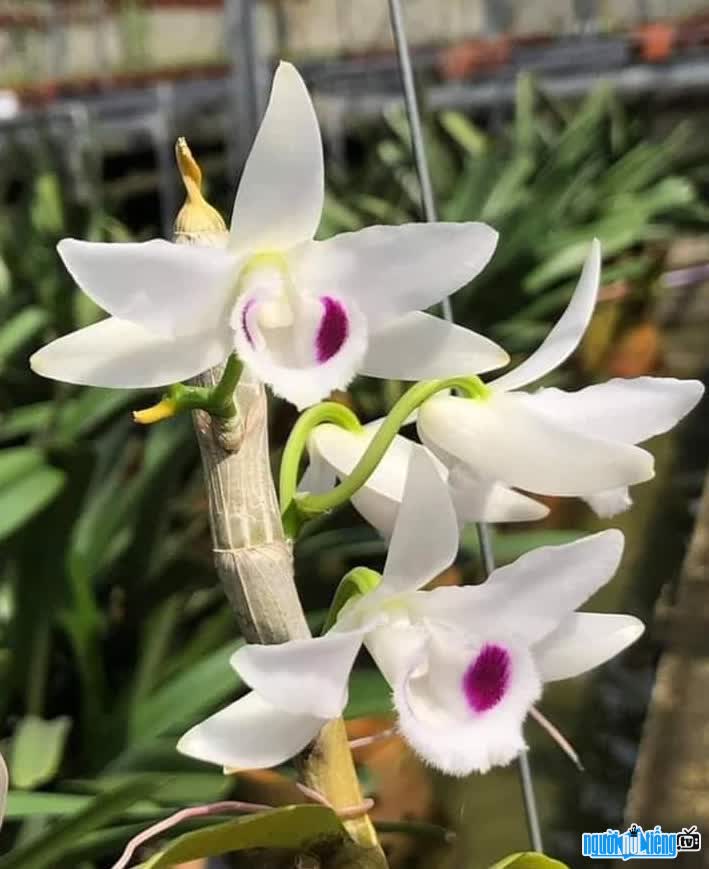  Orchid blooms beautifully in Mr. Le Bao Tran's garden