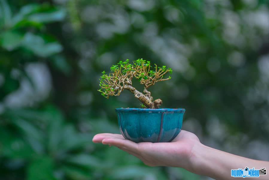 A picture of a bonsai tree of the owner of the Adventure Du Bonsai channel