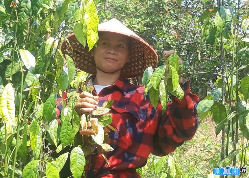 TikToker Ka Oanh brings wild vegetables to the city